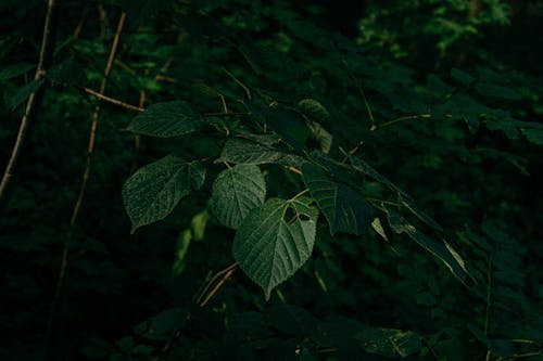 Darmowe zdjęcie z galerii z droga, drzewa, fotografia krajobrazowa