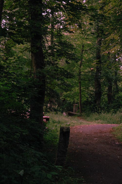 Darmowe zdjęcie z galerii z droga, drzewa, fotografia krajobrazowa
