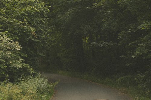 Darmowe zdjęcie z galerii z droga, drzewa, fotografia krajobrazowa