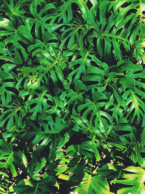 Free Vibrant green monstera leaves creating a dense tropical jungle feel. Stock Photo