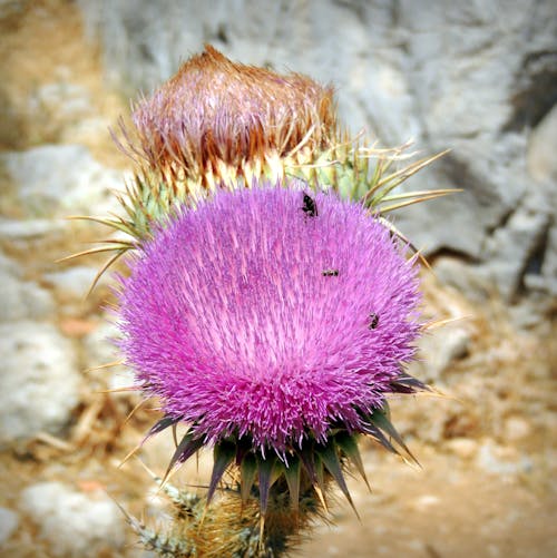 คลังภาพถ่ายฟรี ของ ธิสเทิล, สีม่วง