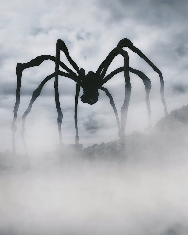 Black Spider Graphic