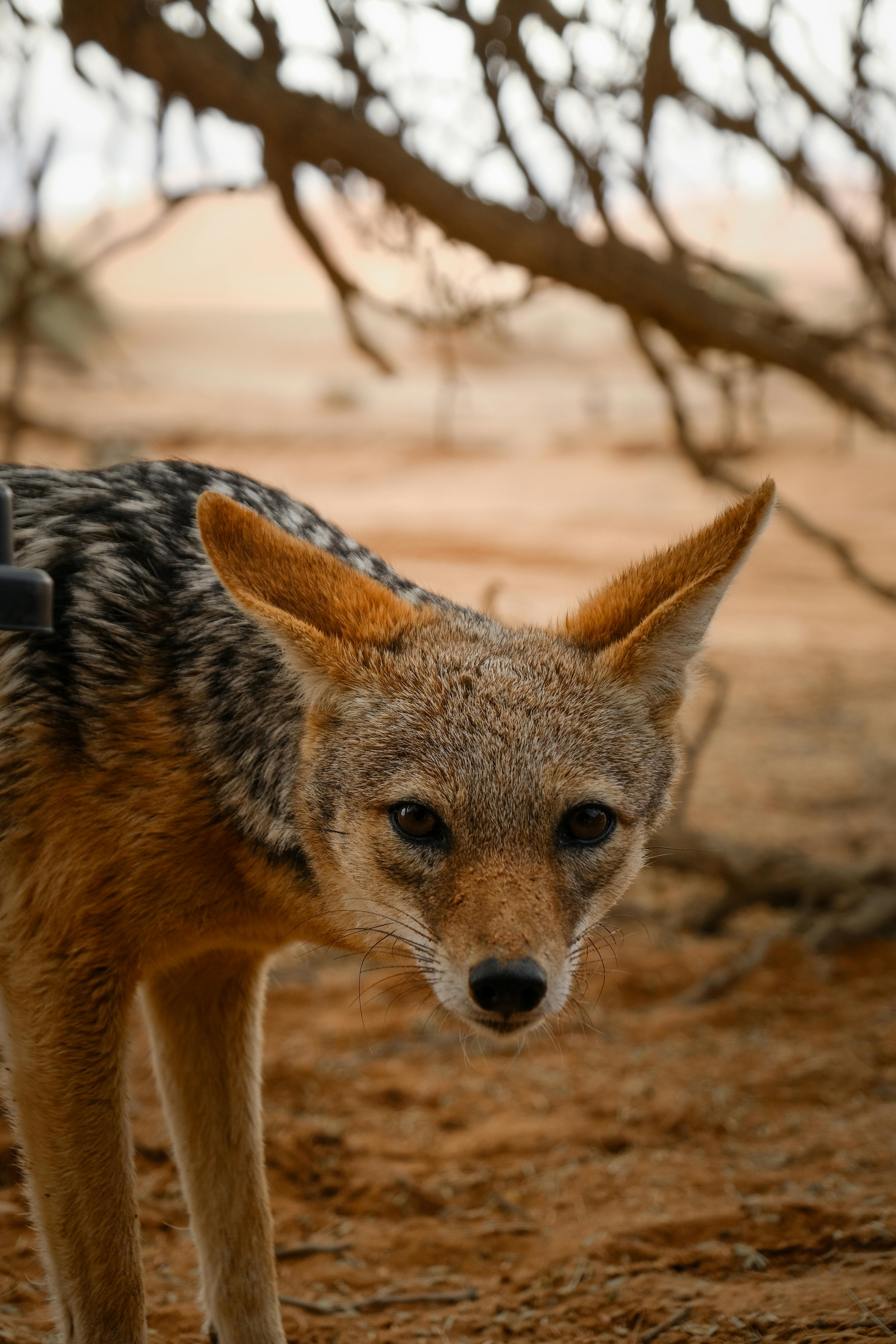 A fox in the wild captured up-close showcasing its natural habitat and inquisitive gaze.