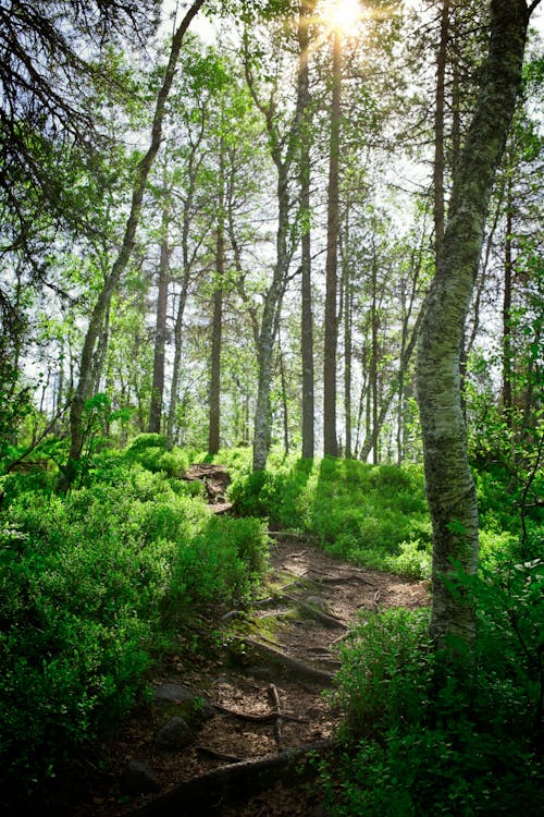 Ilmainen kuvapankkikuva tunnisteilla @outdoor, 4k taustakuva, alkukantainen