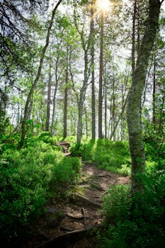 Lush green forest trail in Senjahopen, Norway, basked in sunlight, perfect for nature lovers.