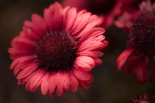 フローラ, 咲く, 夏の無料の写真素材