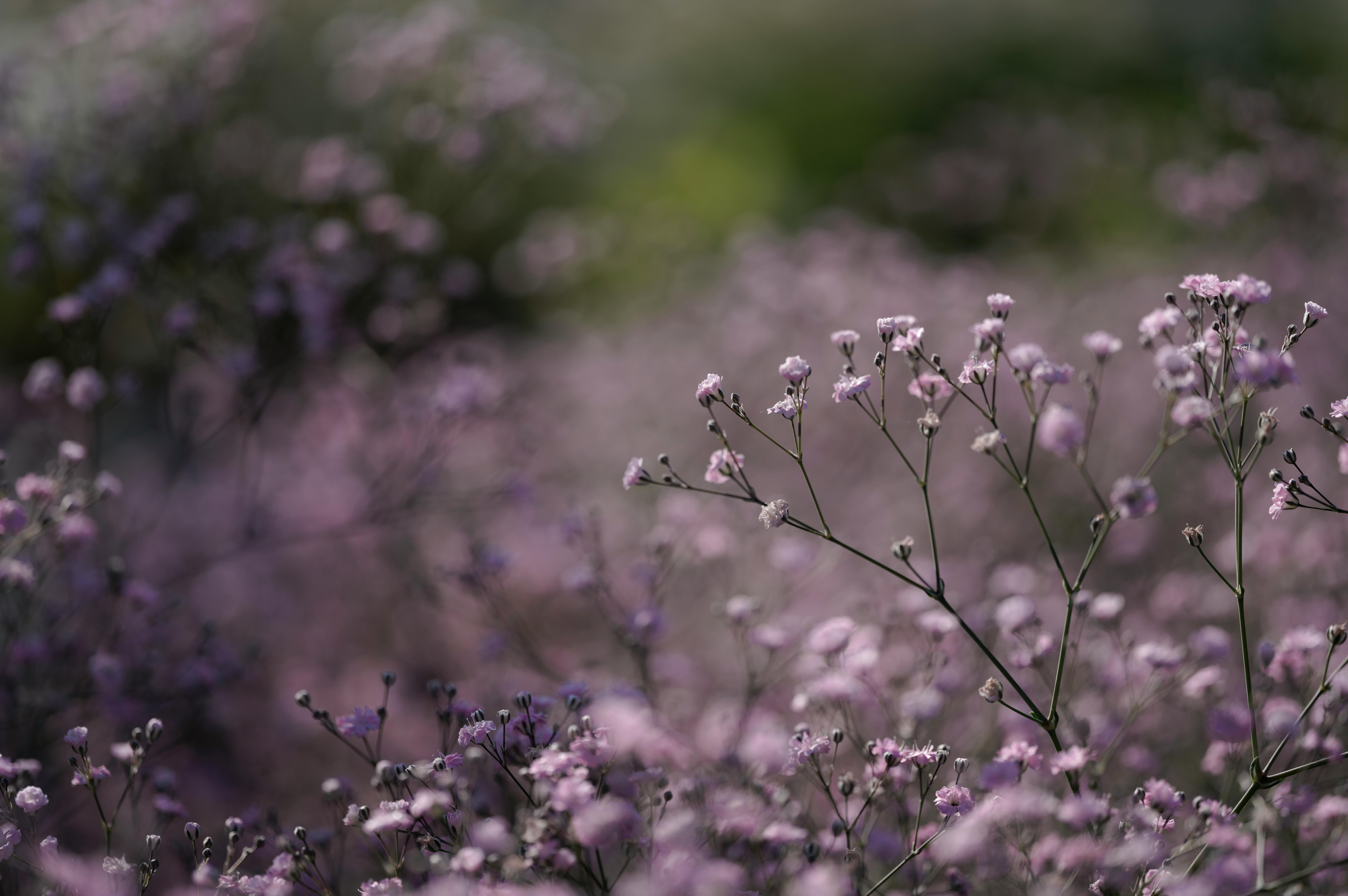 Delicate purple wildflowers in full bloom, capturing the essence of nature's serenity.