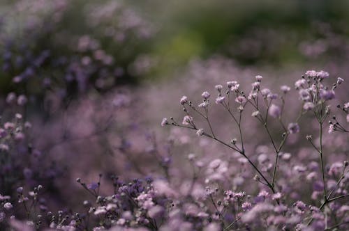 Darmowe zdjęcie z galerii z drzewo, flora, głębia ostrości