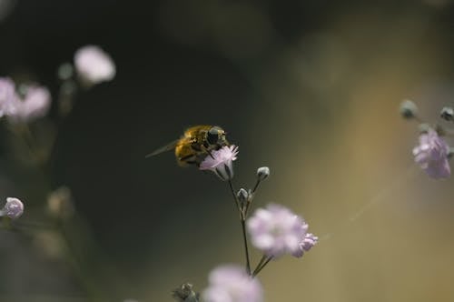 Darmowe zdjęcie z galerii z delikatny, dziki, flora