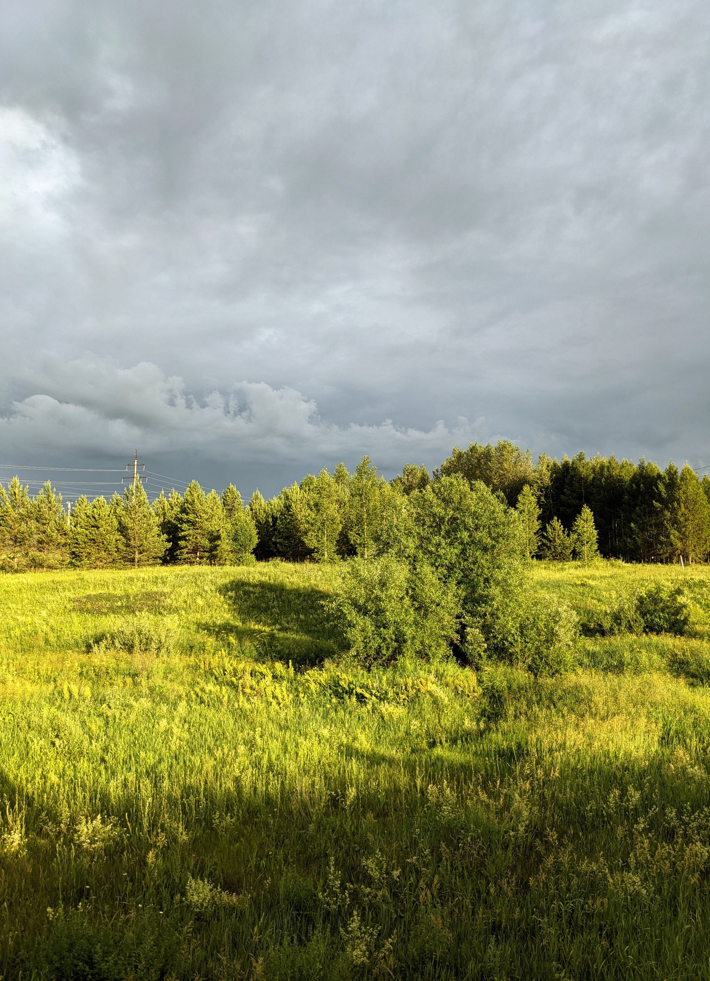 A field with trees and grass under a cloudy sky · Free Stock Photo