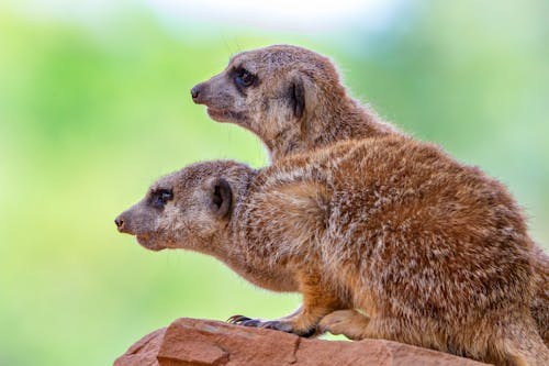 Foto profissional grátis de alerta, animais selvagens, animal