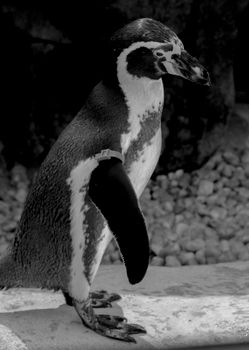 penguin photo