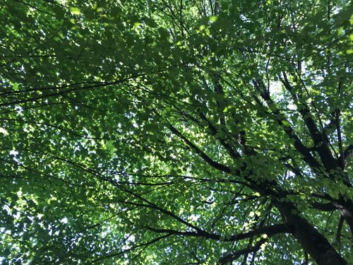 Free Trees Stock Photo