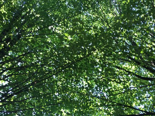 Free Trees Stock Photo