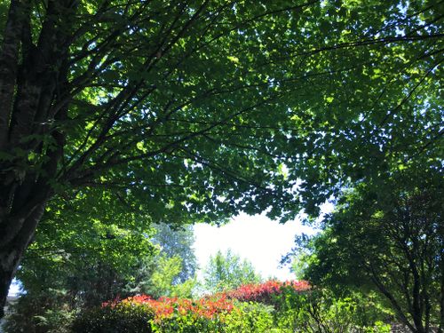 Free Trees Stock Photo