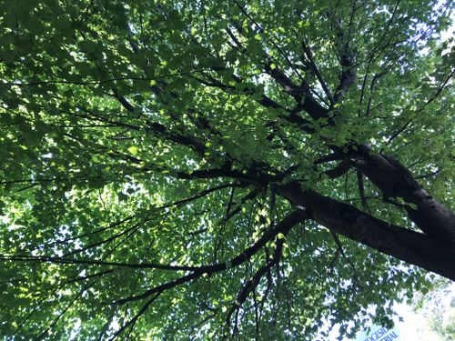 Free Tree Stock Photo