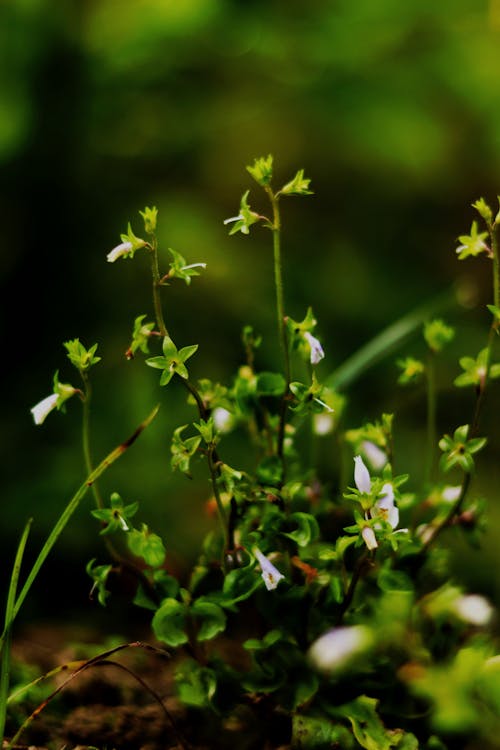 Legazpia polygonoides (Benth) 