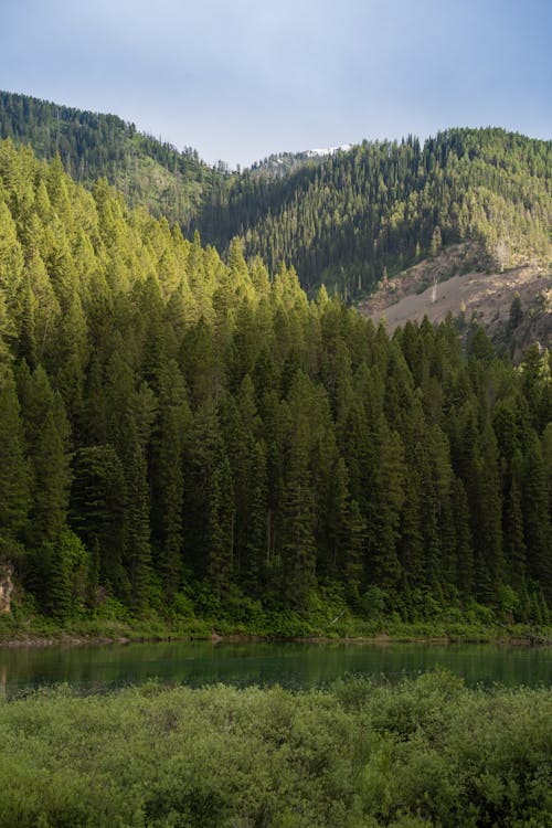 原本, 国家森林, 夏天 的 免费素材图片