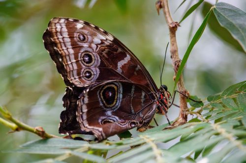Free Stunning close-up of a brown morpho butterfly perched on vibrant green leaves. Stock Photo