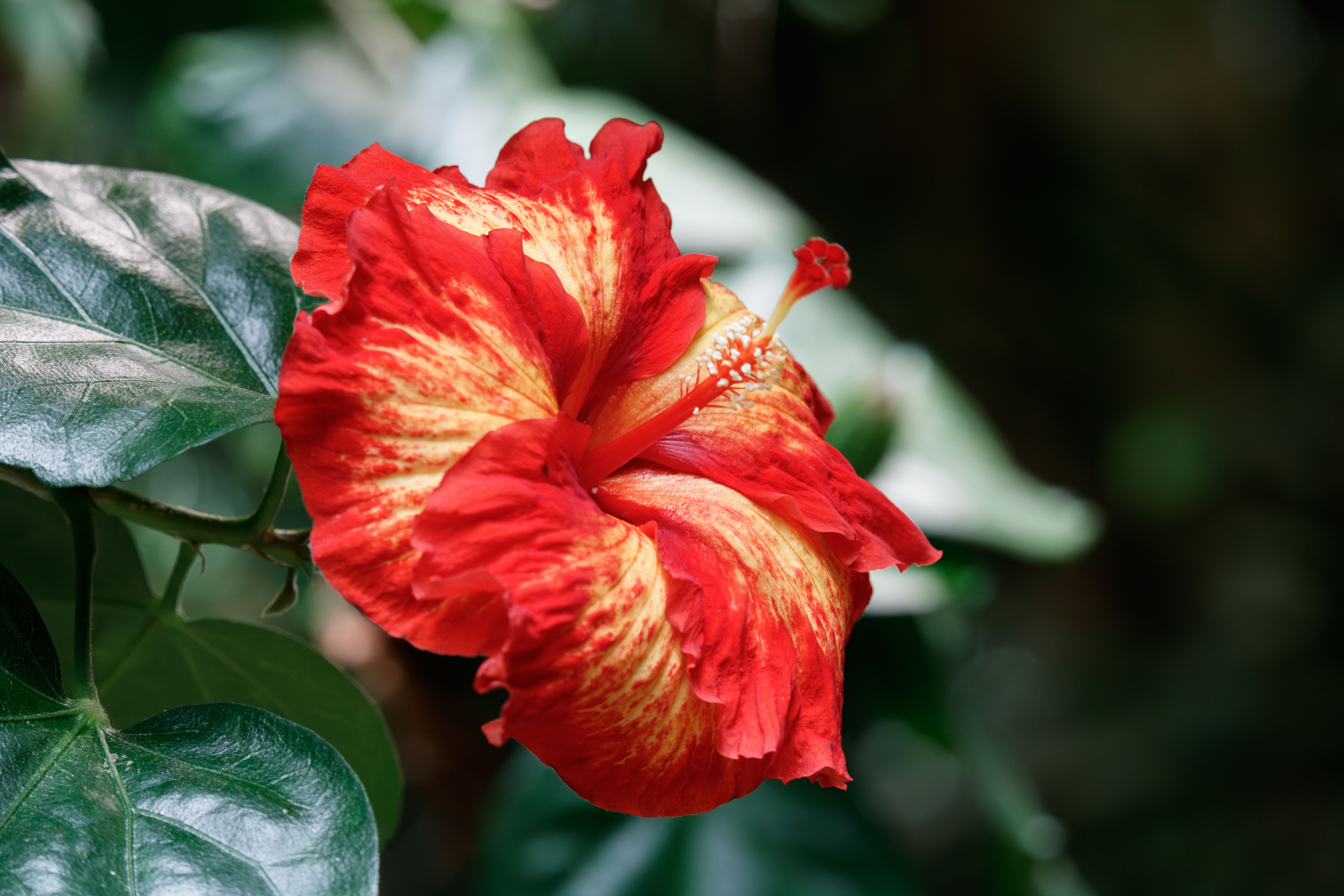 紅葉葵（Scarlet Rose Mallow）の花