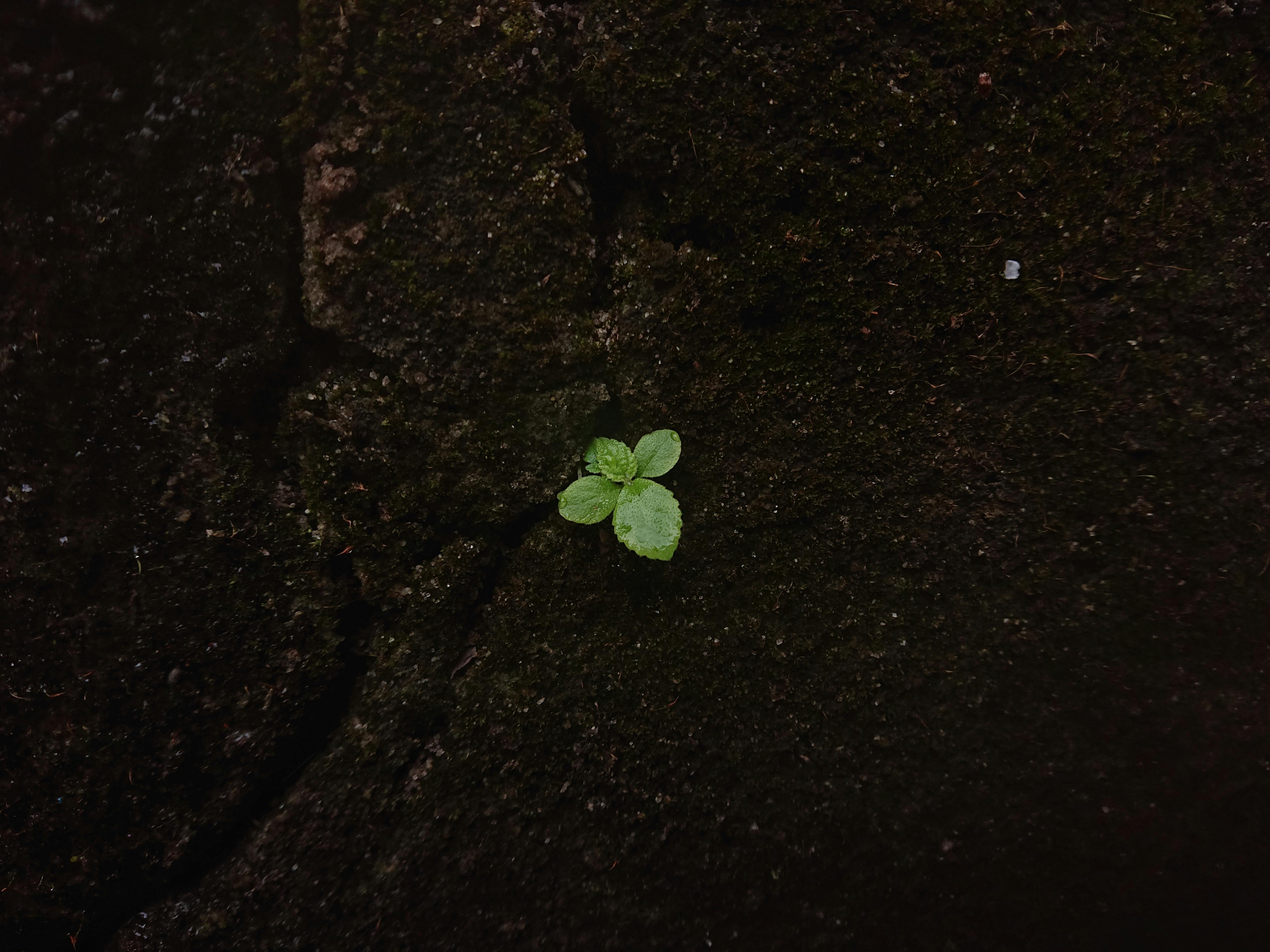 Pea shoots emerging from soil