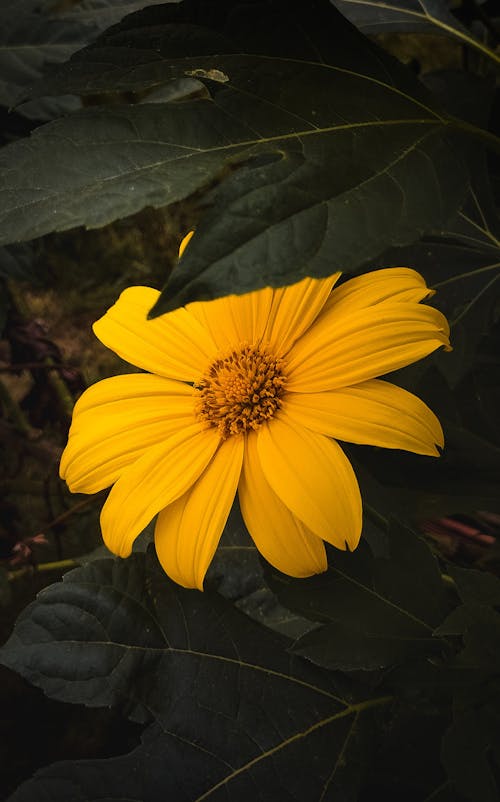 Free stock photo of artistic, beautiful flower, botanic
