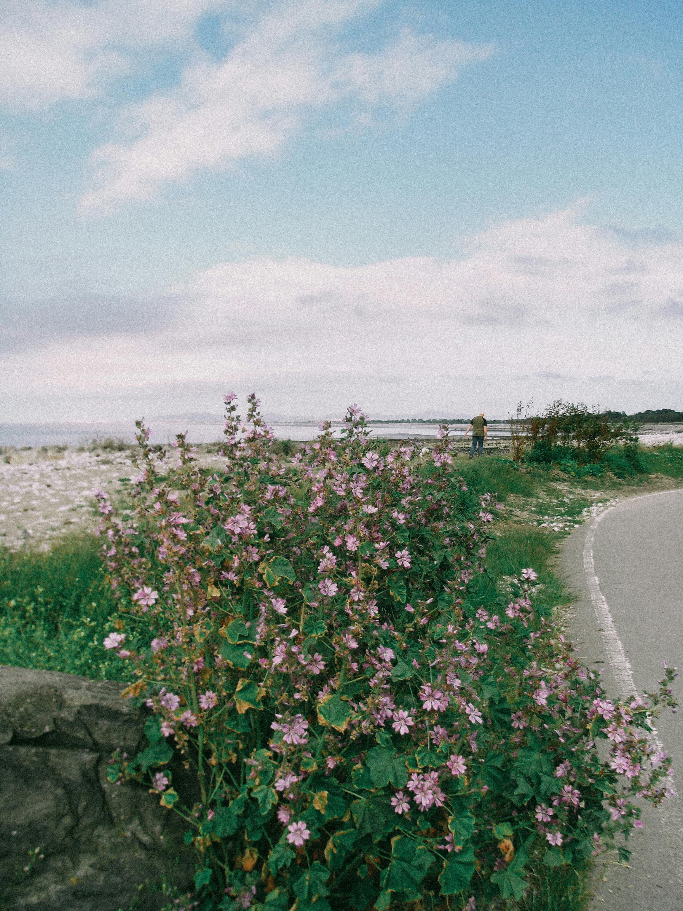 A tranquil coastal path adorned with pink flowering plants, ideal for a leisurely spring walk.