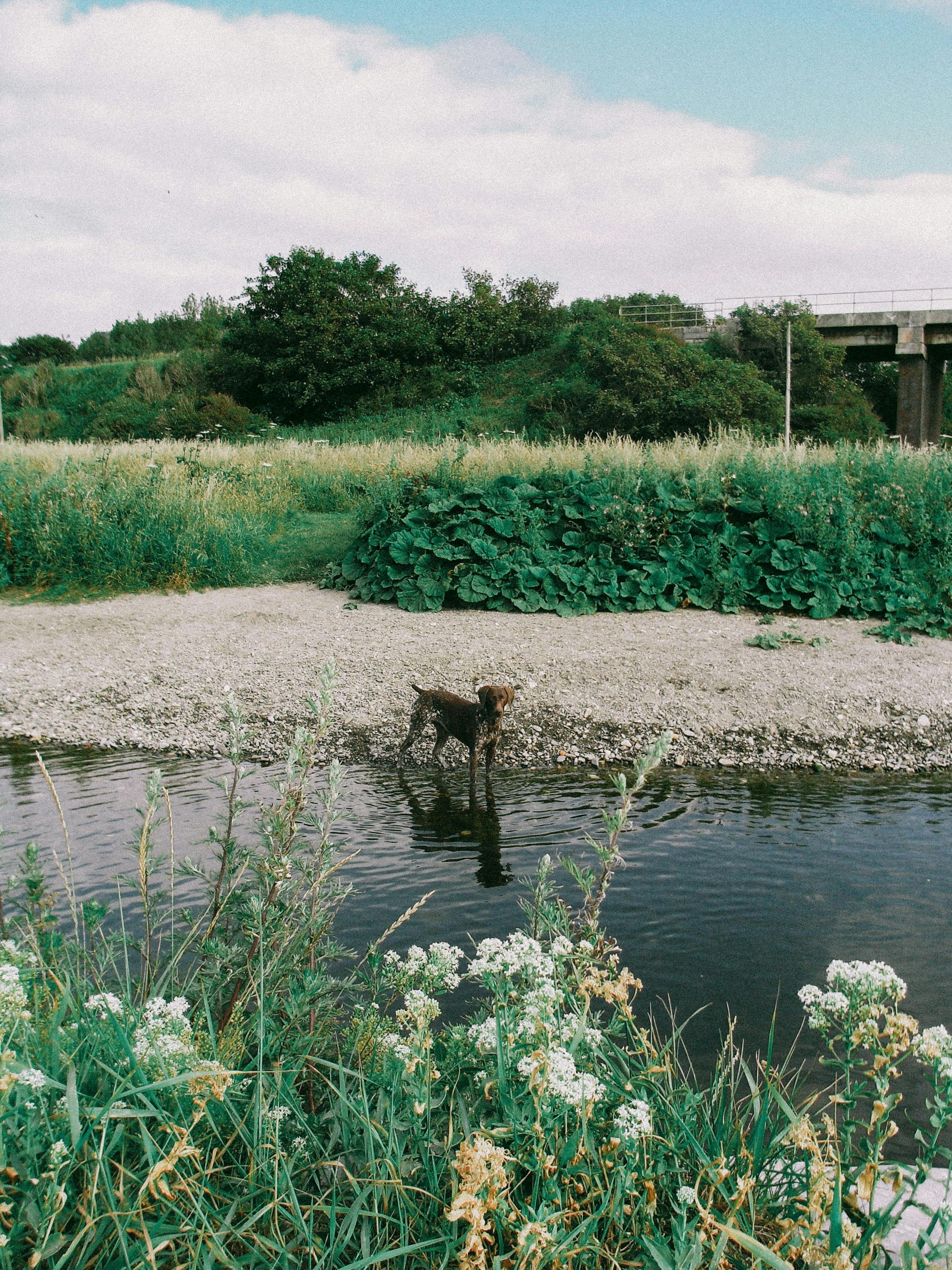 english pointer standing in the river by the railway bridge