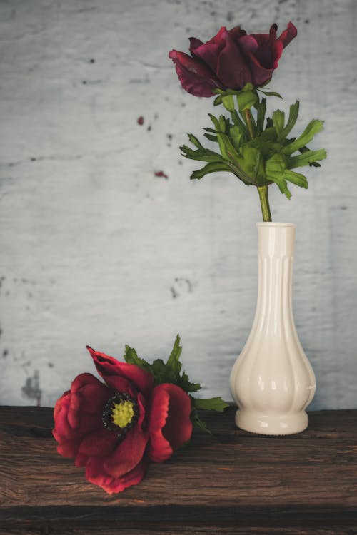 Gratis stockfoto met arrangement, blad, bloem
