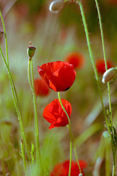 Photos gratuites de brillant, clairière, coquelicot