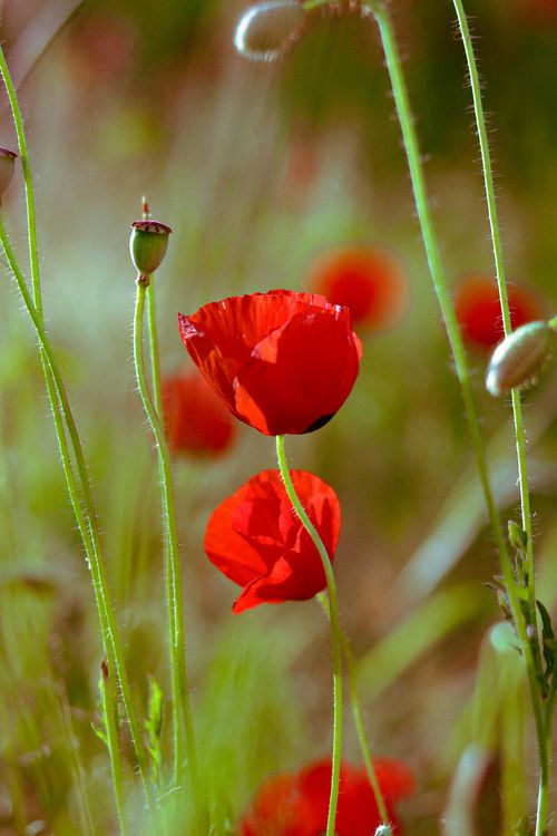 Free Close-up of vibrant red poppies blooming in a sunlit grassland. Stock Photo
