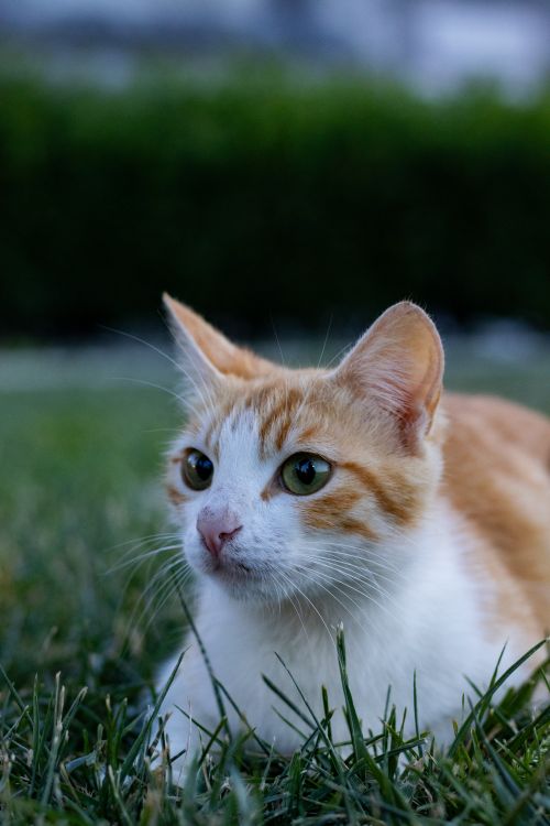 Free Cute orange tabby cat relaxing on green grass in an outdoor setting. Stock Photo