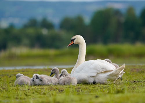 Foto profissional grátis de água, animais selvagens, animal