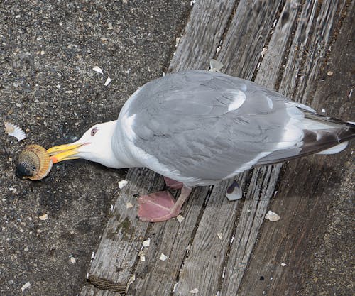 Immagine gratuita di gabbiano, gabbiano che mangia, uccello