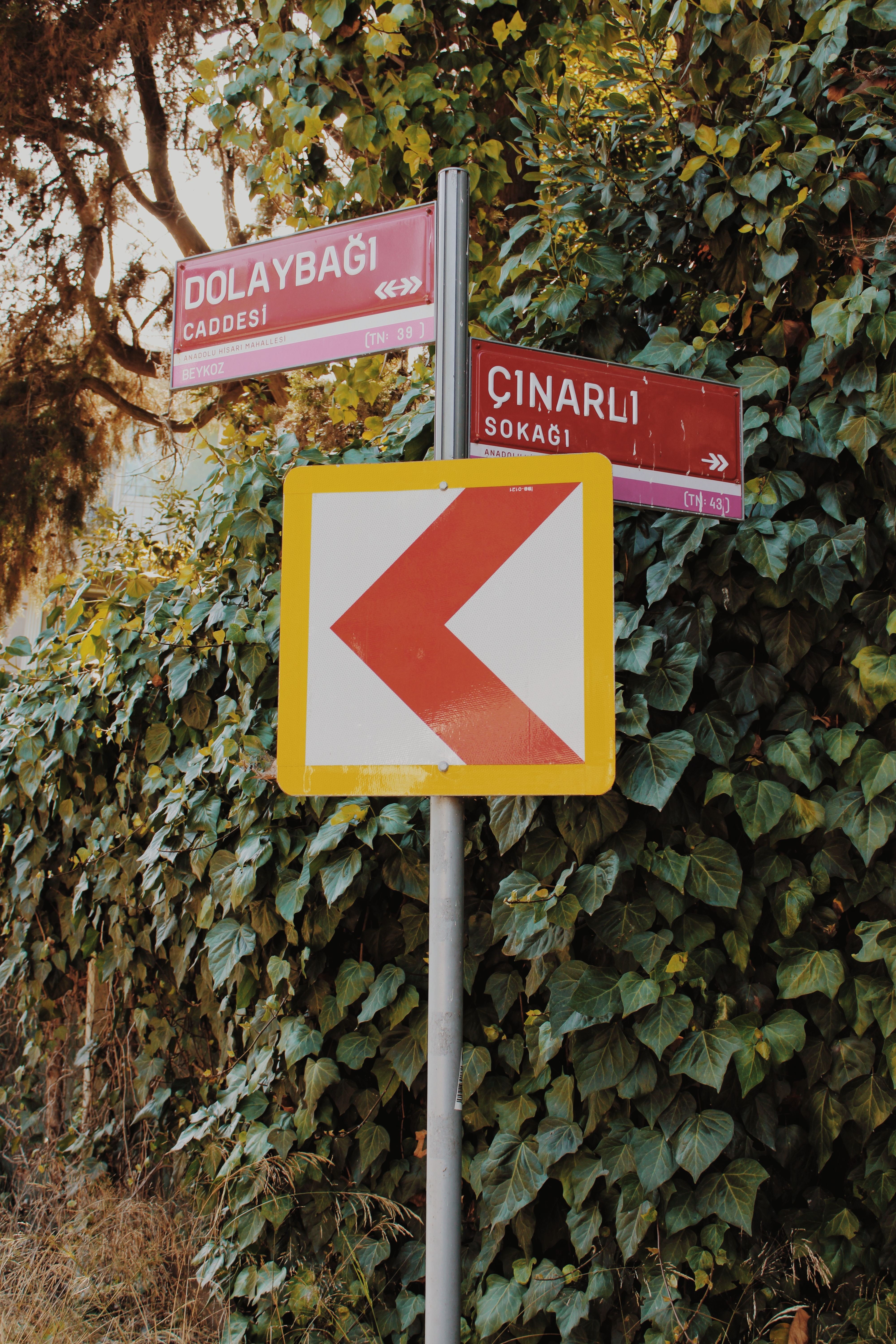 Close-up of street signs with ivy-covered backdrop, showcasing nature and urban navigation.