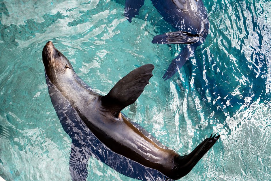 Two seals enjoying the pristine waters, swimming playfully under the sunlight.