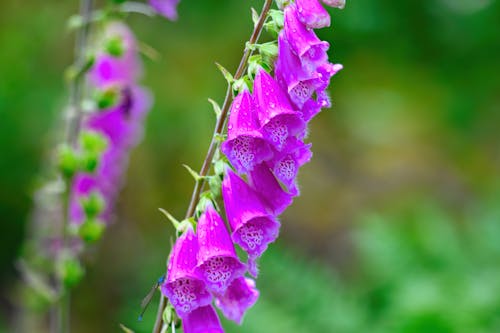 Immagine gratuita di digitale, fiore, impianto