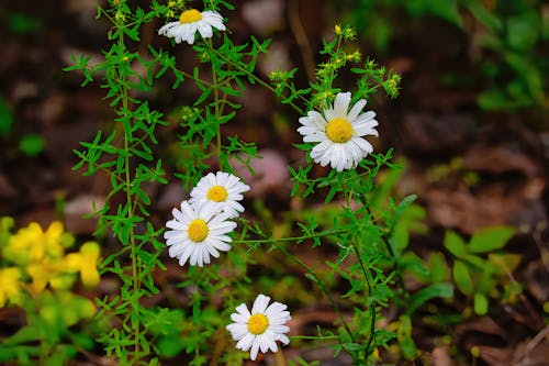 Kostenloses Stock Foto zu blühende blumen, gänseblümchen, wildes gänseblümchen