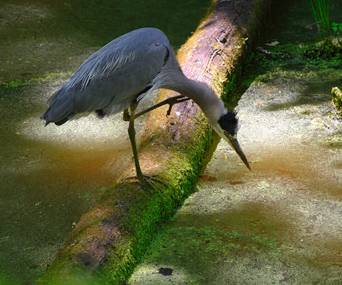 Kostenloses Stock Foto zu blue heron, großer vogel, juckreiz