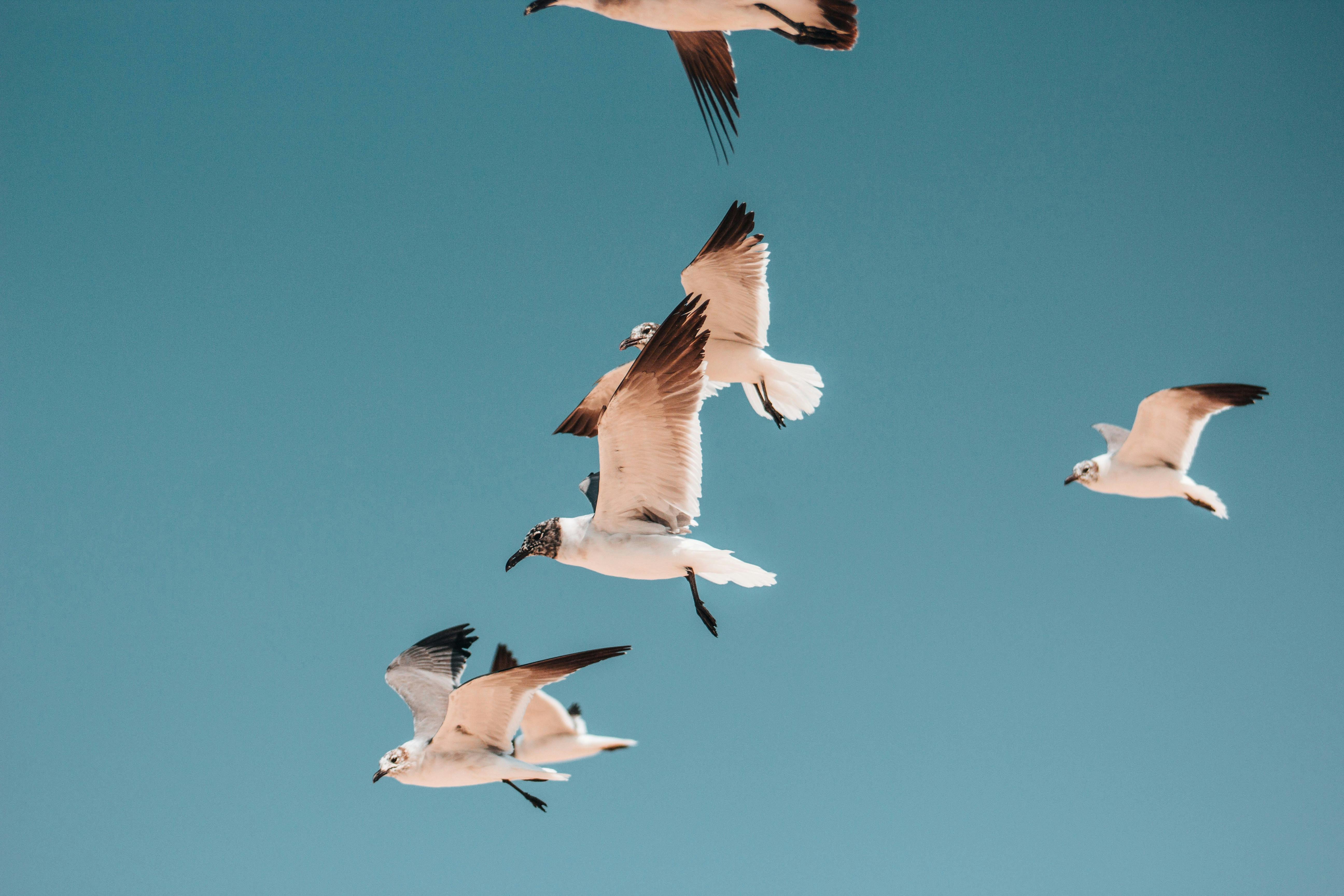 A flock of seagulls gracefully flying against a vibrant blue sky, capturing the essence of freedom.