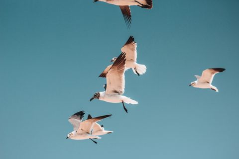 Artwork for Rare Birds: Breaking from the Flock to Find Your True Purpose with Meghan Walsh
