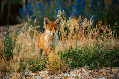 Free A wild fox camouflaged in a vibrant grassland setting, showcasing its natural beauty. Stock Photo