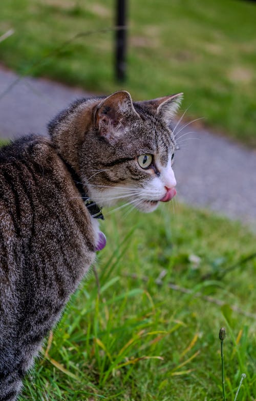 Foto stok gratis anak kucing, belum tua, berbulu halus