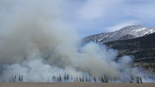 Forest Covered by Smoke