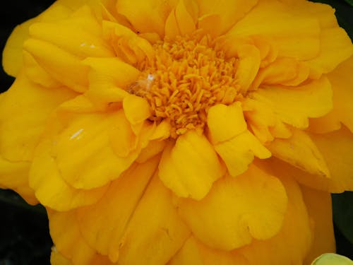 Photos gratuites de fleur jaune, la nature en fleurs