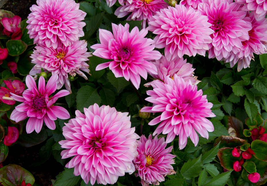 A lush display of vibrant pink dahlias in full bloom, surrounded by green foliage.