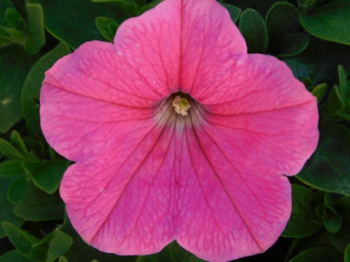 pink  petunia