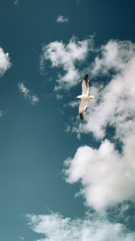 A stunning seagull flying high in a clear blue sky dotted with fluffy white clouds.