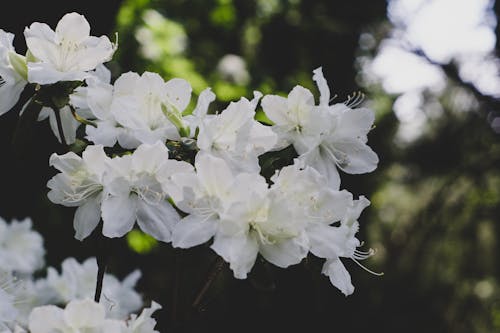 Free stock photo of beautiful flowers, flat, swirly bokeh