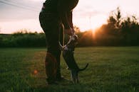 日落时分，弗吉尼亚州费尔法克斯的一个公园里，一名男子与一只小狗玩耍，捕捉到了那一刻的快乐和温暖